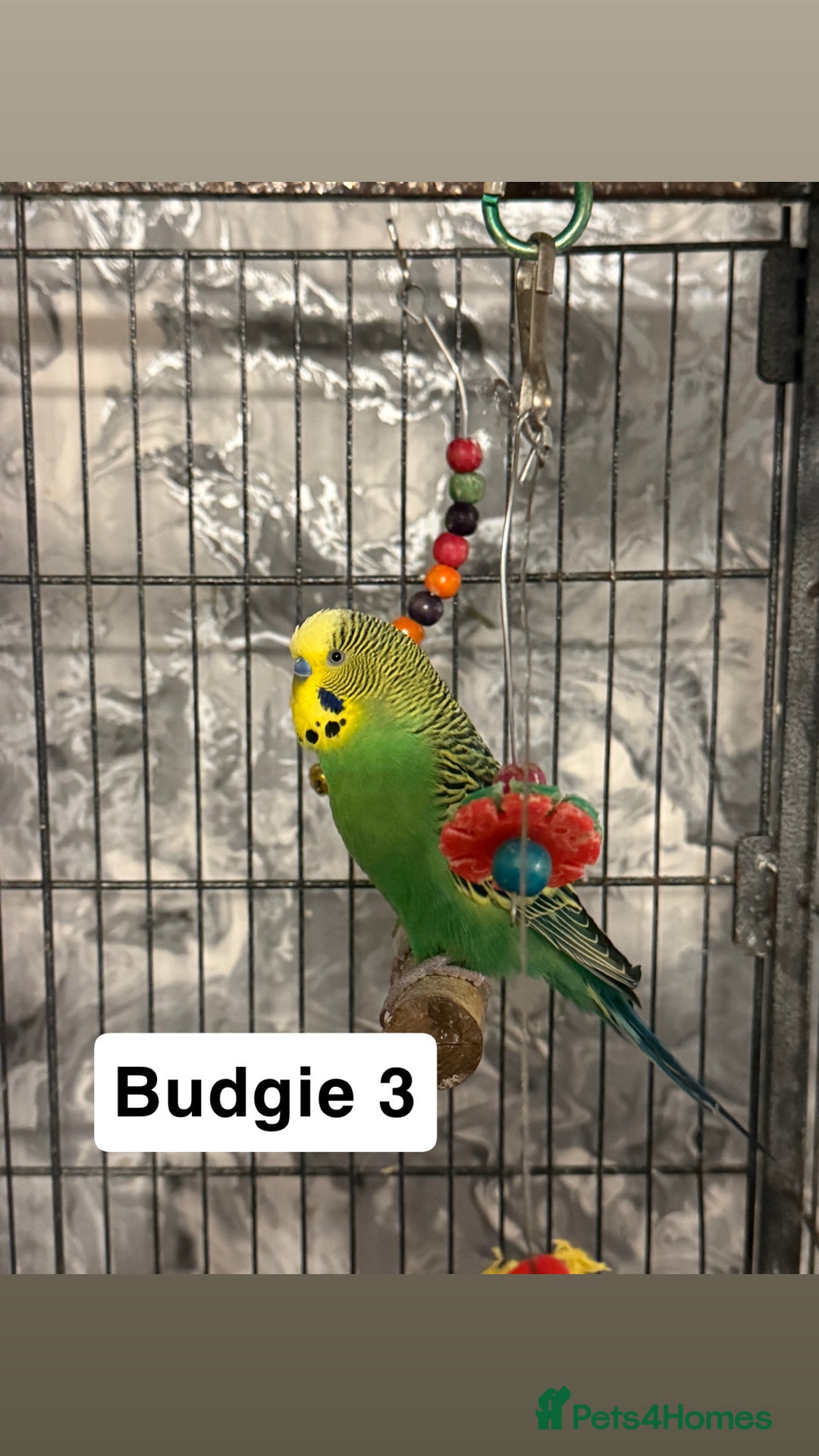 Budgerigars birds for sale: Budgies for sale ,canvey island £20 each. - Advert 5