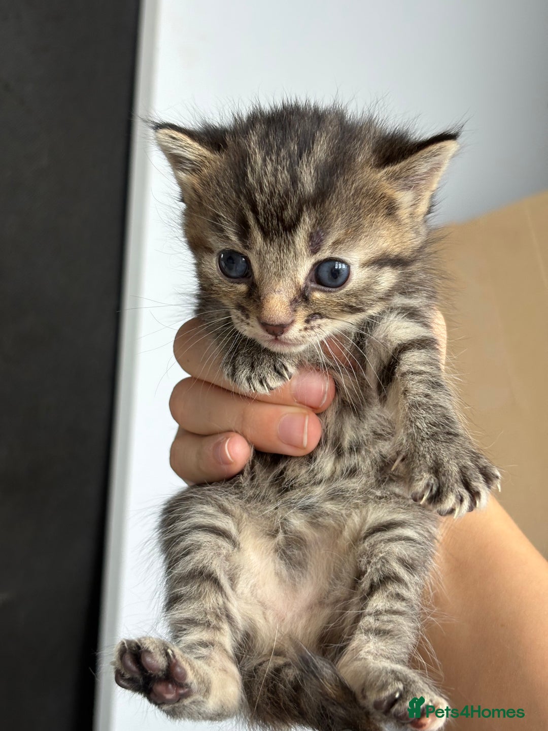 British Longhair cats for sale: British long hair cats  - Image 8