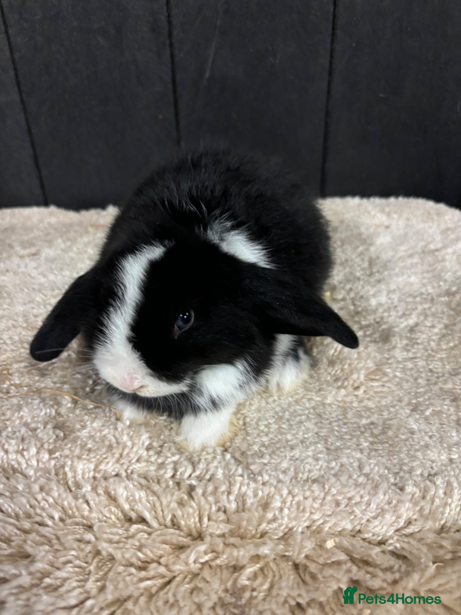 Mini Lop rabbits Stunning bunnies  - Advert 8