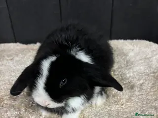 Mini Lop rabbits Stunning bunnies - Advert 8