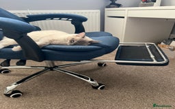Ragdoll cats for sale: Ragdoll for sale  - Image 6