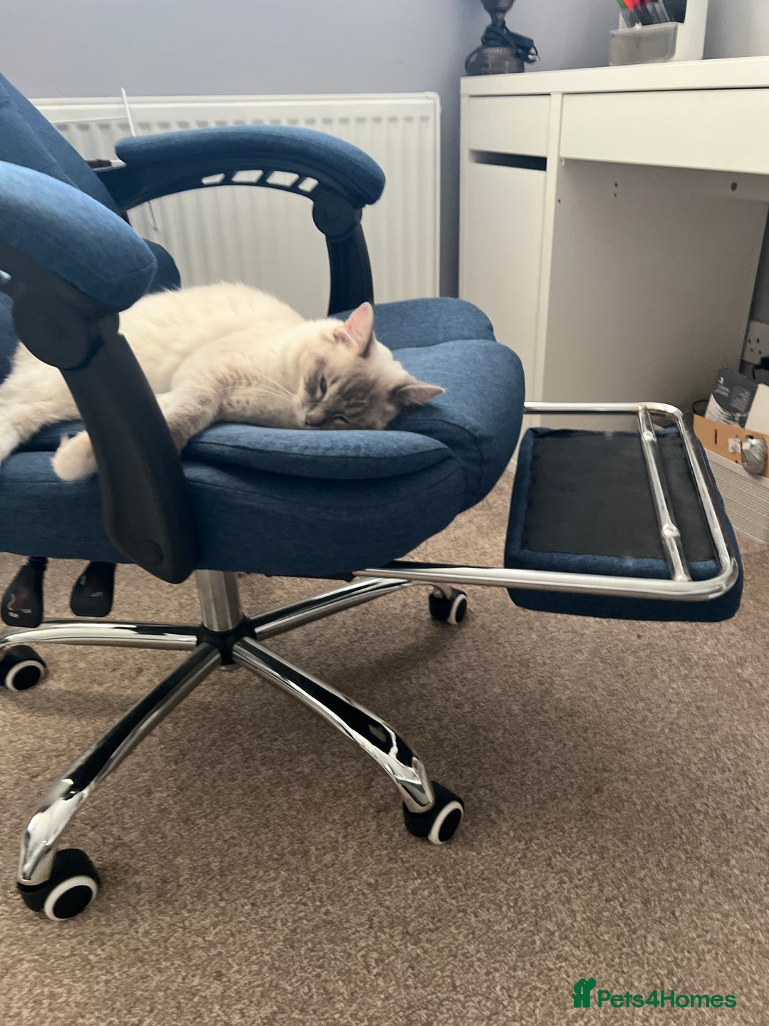 Ragdoll cats for sale: Ragdoll for sale  - Image 6
