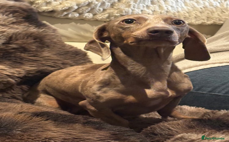 Dachshund dogs - Advert 1