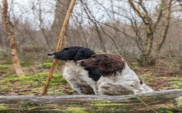 English Springer Spaniel dogs for sale: Springer Spaniel Puppies For Sale! - Image 14