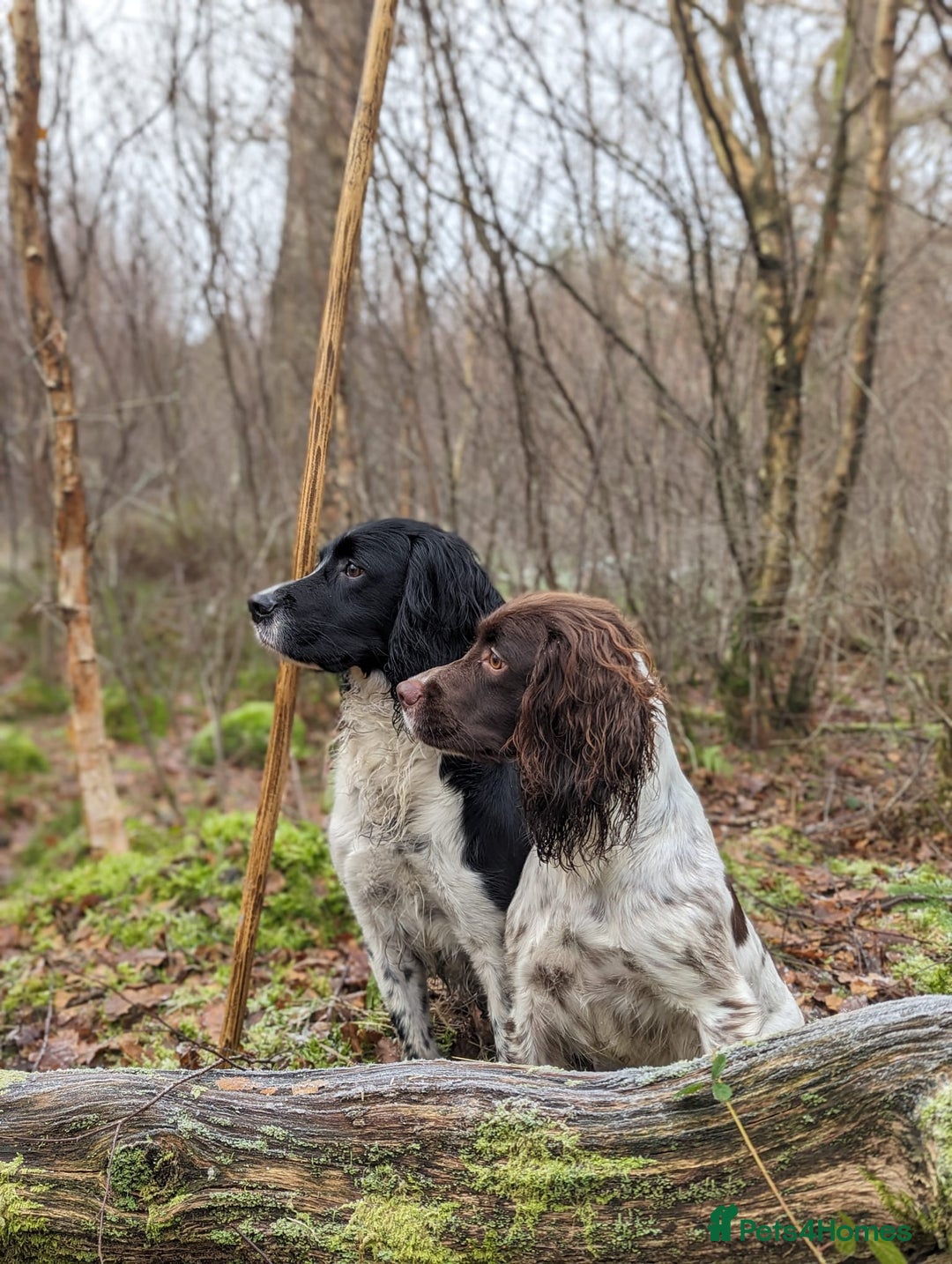 English Springer Spaniel dogs for sale: Springer Spaniel Puppies For Sale! - Image 14