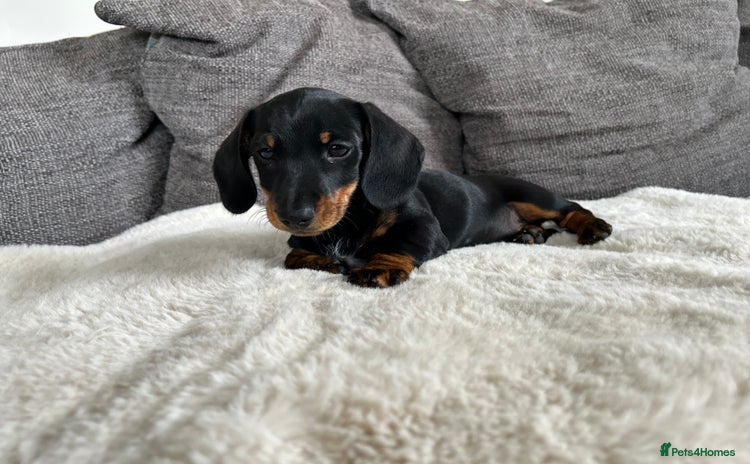 Miniature Dachshund dogs - Advert 1