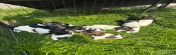 English Springer Spaniel dogs for sale: 7 working English springer spaniel pups.  - Advert 7