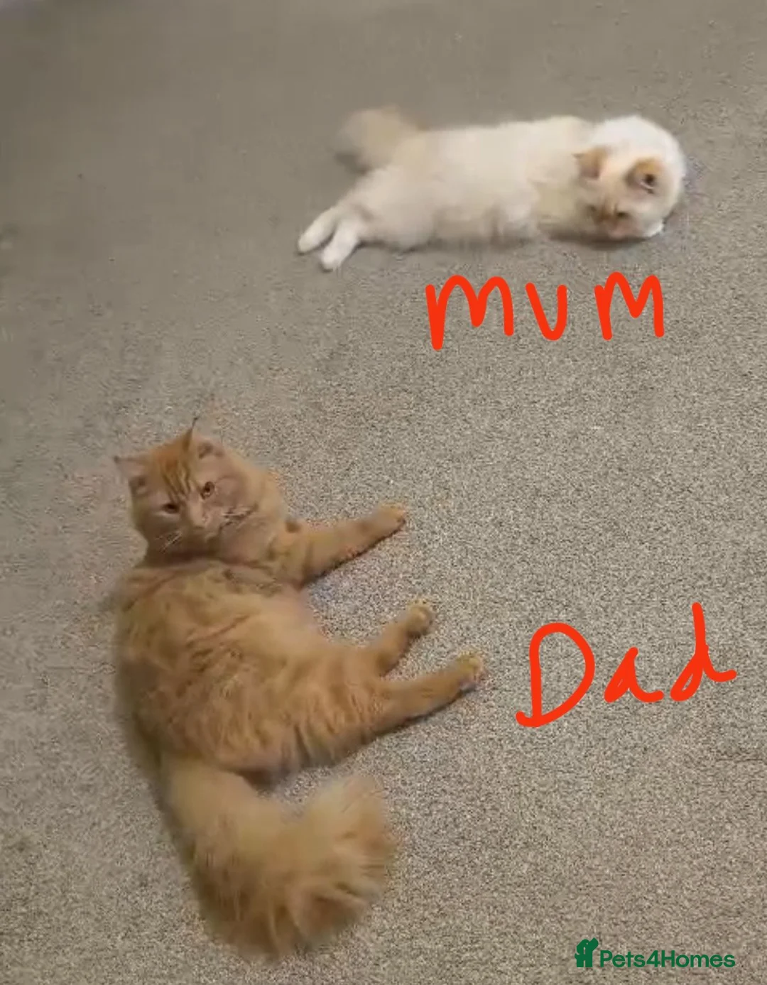 Persian cats for sale: Ginger Persian/ragdoll mix girl kitten, adorable! - Advert 8