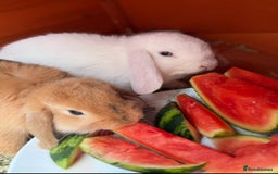 German Lop rabbits for sale: 9 month old German lops full set up  - Image 3