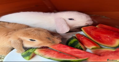 German Lop rabbits - Advert 5