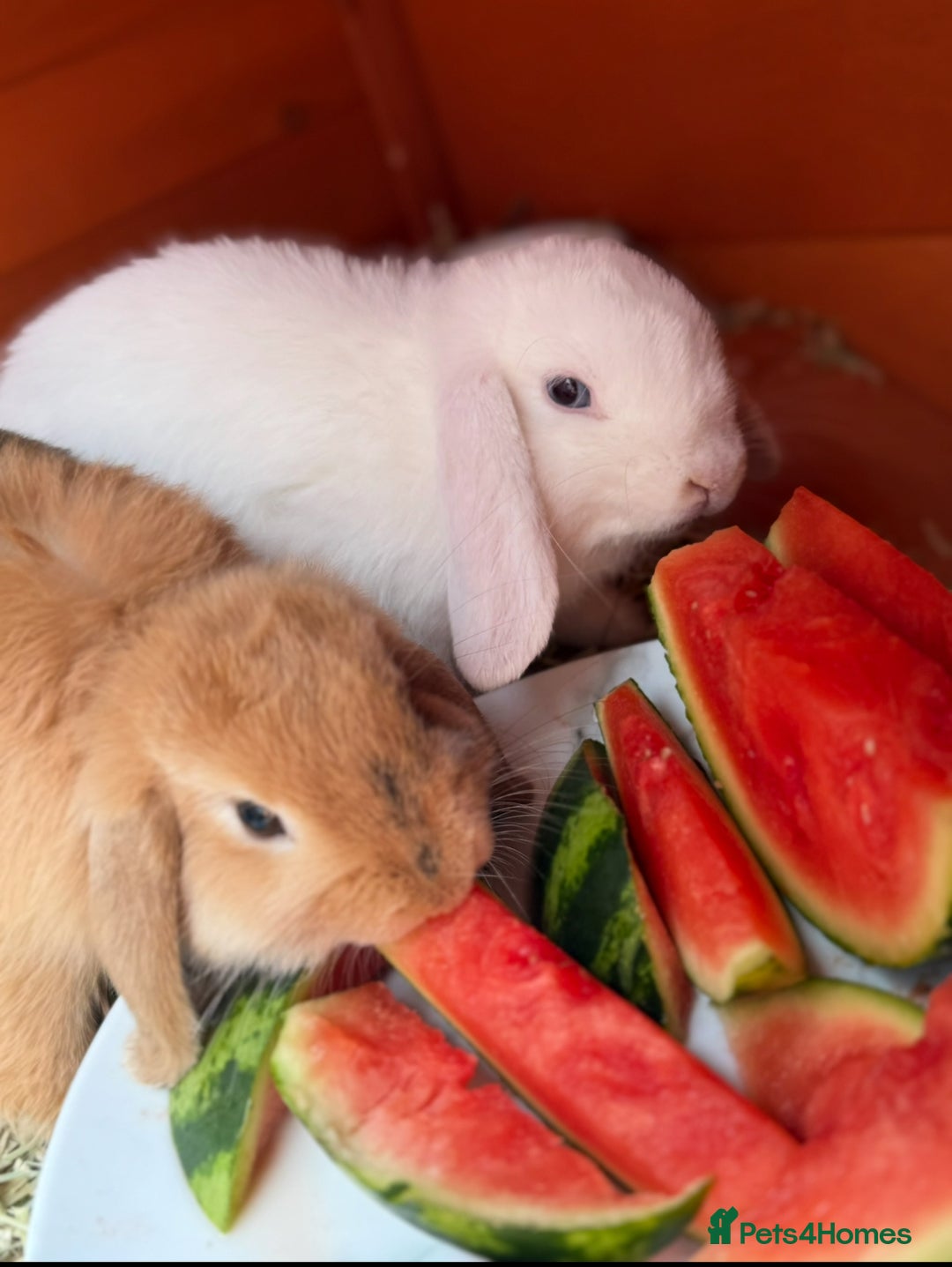 German Lop rabbits for sale: 9 month old German lops full set up  - Image 3