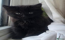 Mixed Breed cats for sale: Beautiful Fluffy Kitten - Image 1