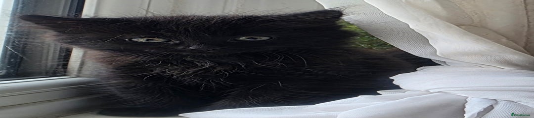 Mixed Breed Kitten 1