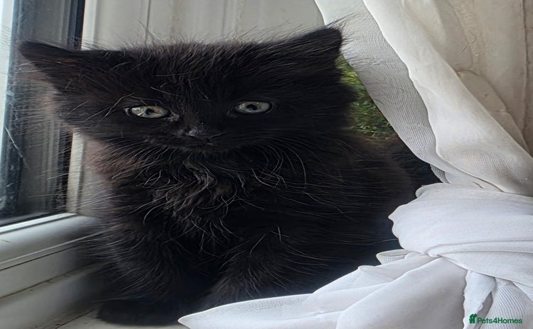 Mixed Breed cats - Advert 5