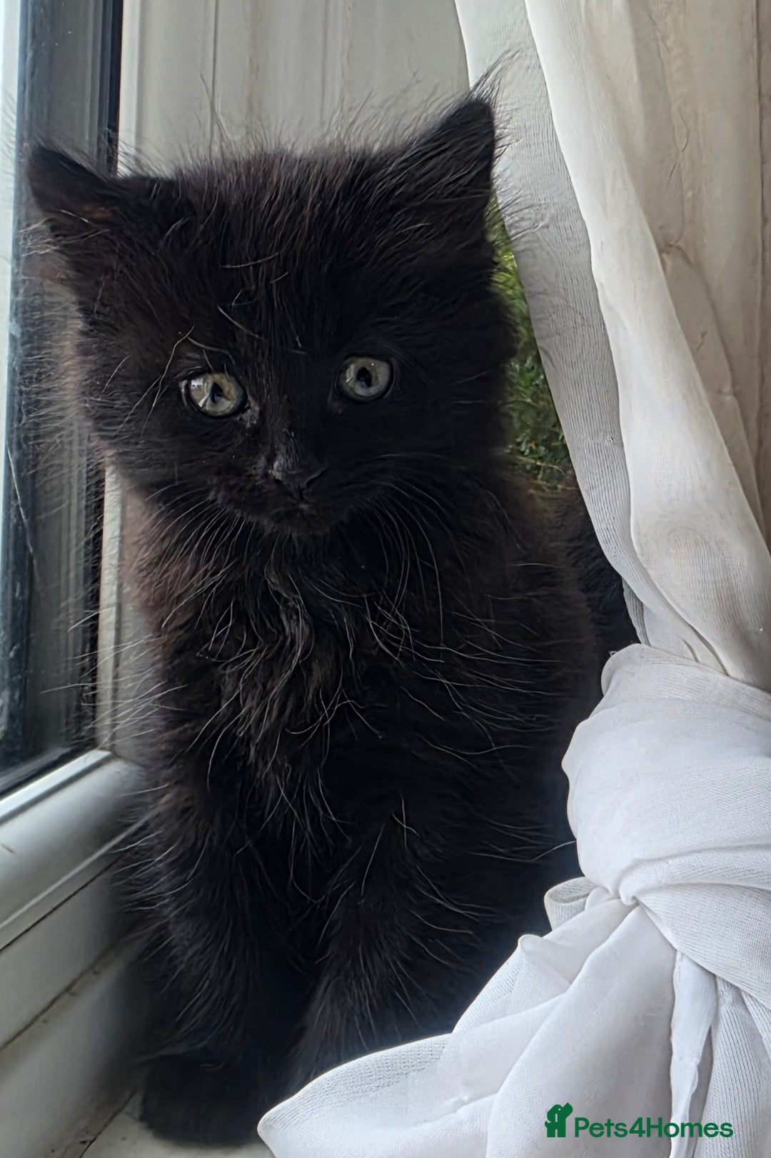 Mixed Breed cats for sale: Beautiful Fluffy Kitten - Image 1