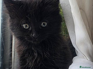 Mixed Breed cats for sale - Advert 1