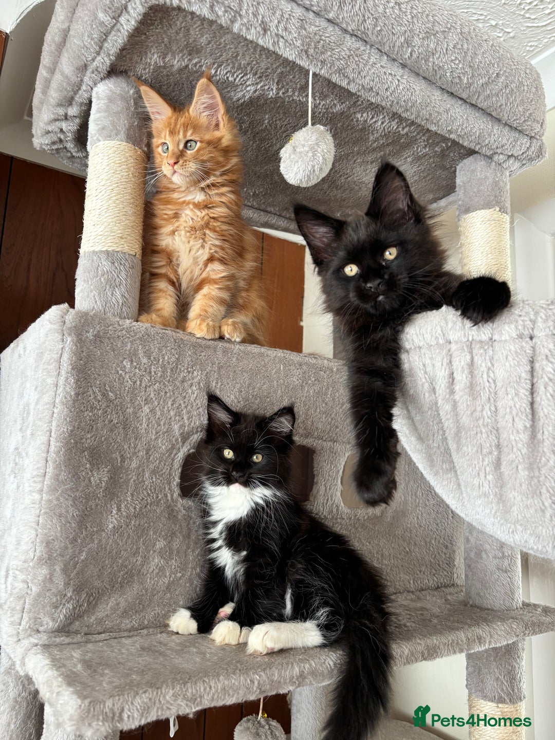Maine Coon cats for sale: Maine coon - Image 2
