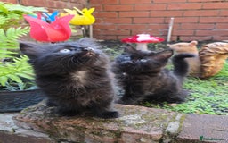 Turkish Angora cats for sale: Turkish Angora Kittens – Playful Boy & Girl - Image 1