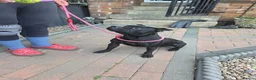 Staffordshire Bull Terrier dogs for sale: Kc registered,  Health tested, Black stafford male - Advert 3