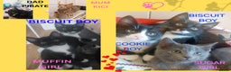 Mixed Breed cats for sale: Adorable kittens looking for a loving home - Advert 1