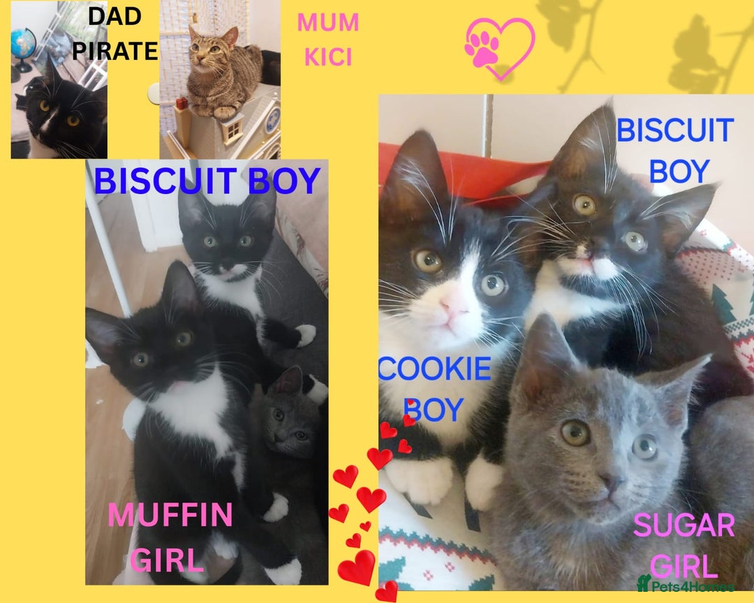 Mixed Breed cats for sale: Adorable kittens looking for a loving home - Advert 1