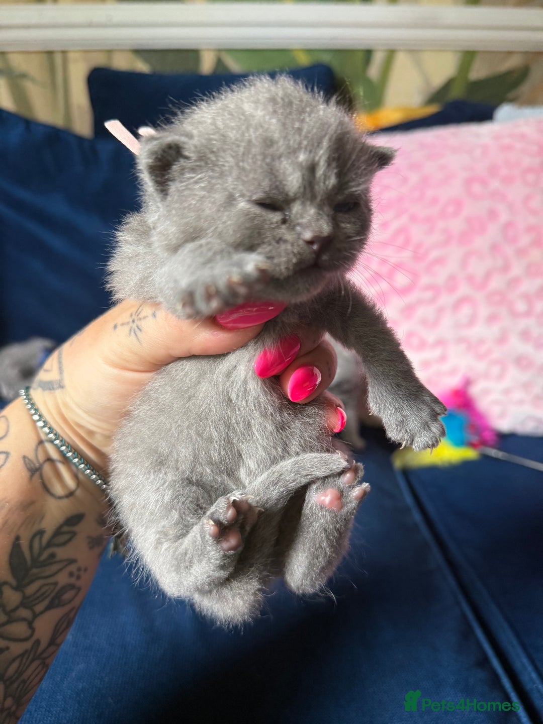 British Shorthair cats for sale: British Shorthair Champion Line kittens 🏆🥇😻 - Image 18