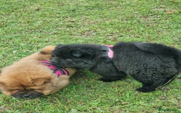 Chow Chow dogs for sale: KC uk registered chow chow puppies  - Image 5