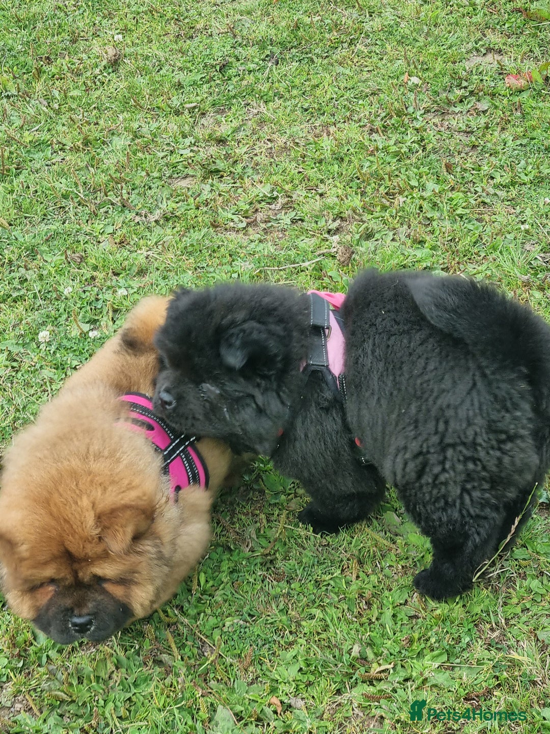 Chow Chow dogs for sale: KC uk registered chow chow puppies  - Image 5