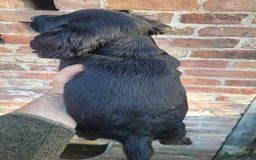 Cocker Spaniel dogs for sale: Stunning cocker spaniel puppies  - Image 6