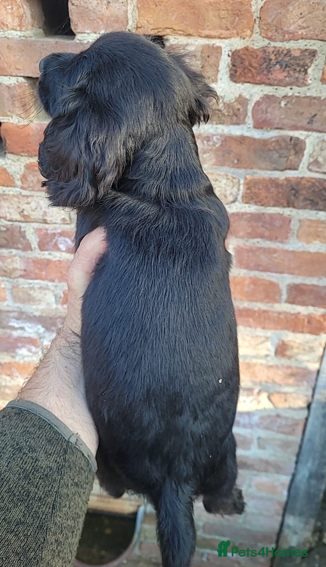 Cocker Spaniel dogs for sale: Stunning cocker spaniel puppies  - Image 6
