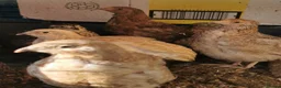 Quail poultry for sale: Mixed Coturnix Quail chicks"mixed ages"see descrip - Advert 8