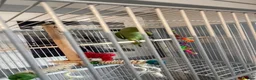 Ringnecks birds for sale: Green Indian ringneck - Advert 7