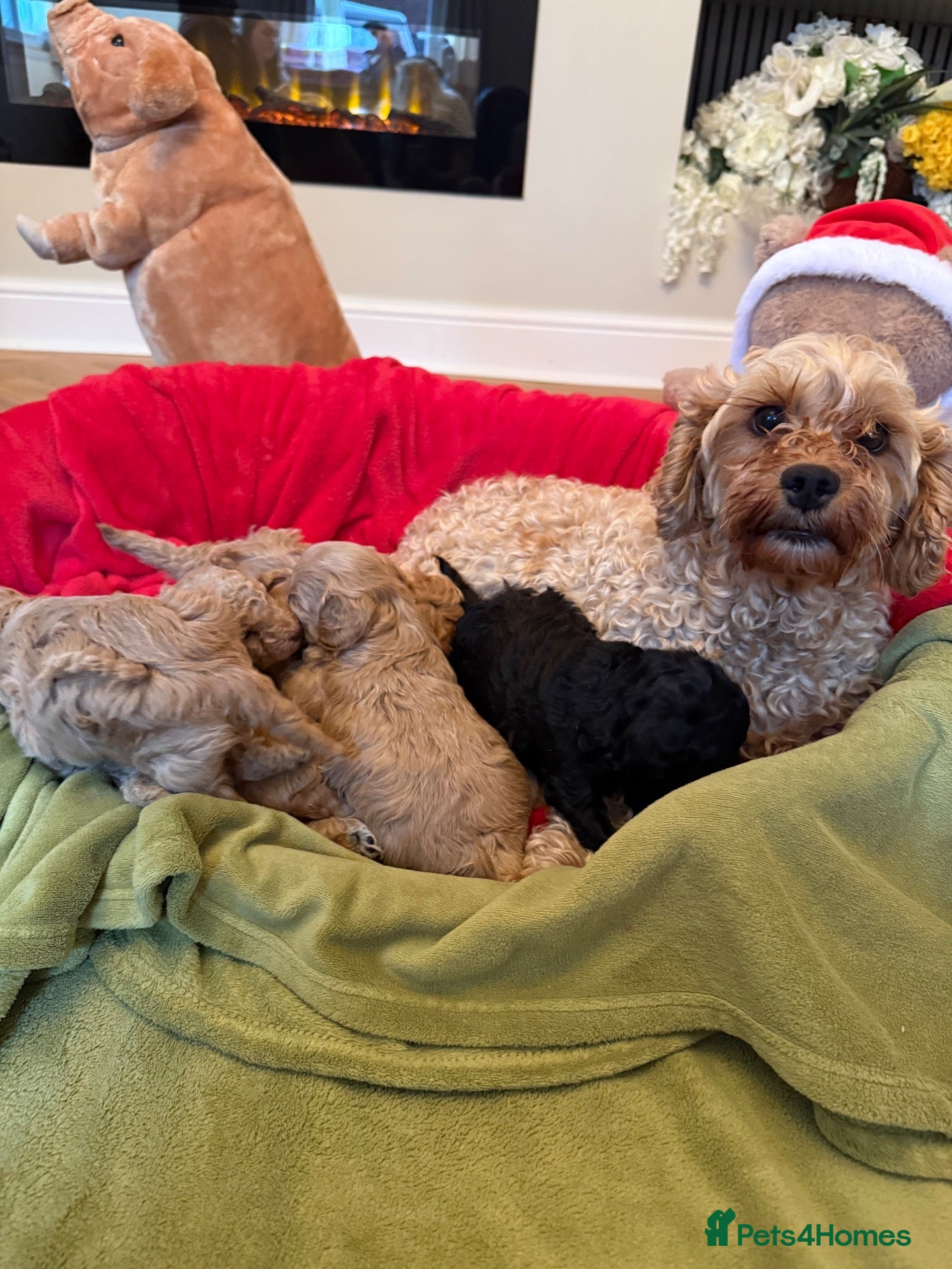 Cavapoo dogs for sale: Adorable Cavapoo Puppies for Sale 🐶� - Advert 6