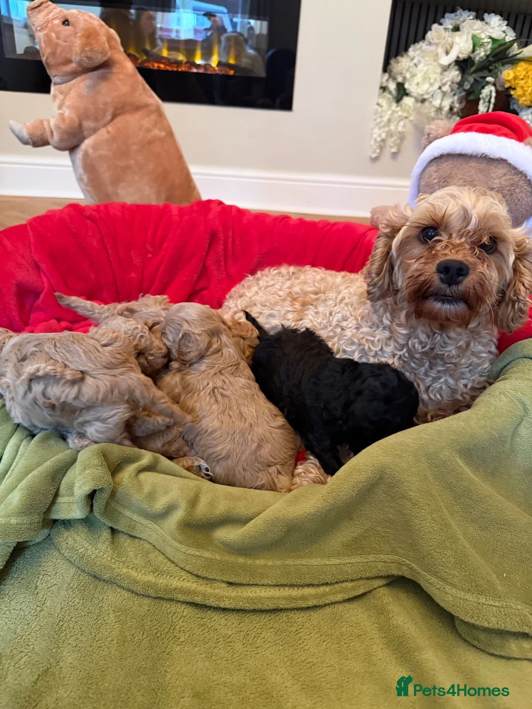 Cavapoo dogs for sale: Adorable Cavapoo Puppies for Sale 🐶� in Walsall - Advert 1