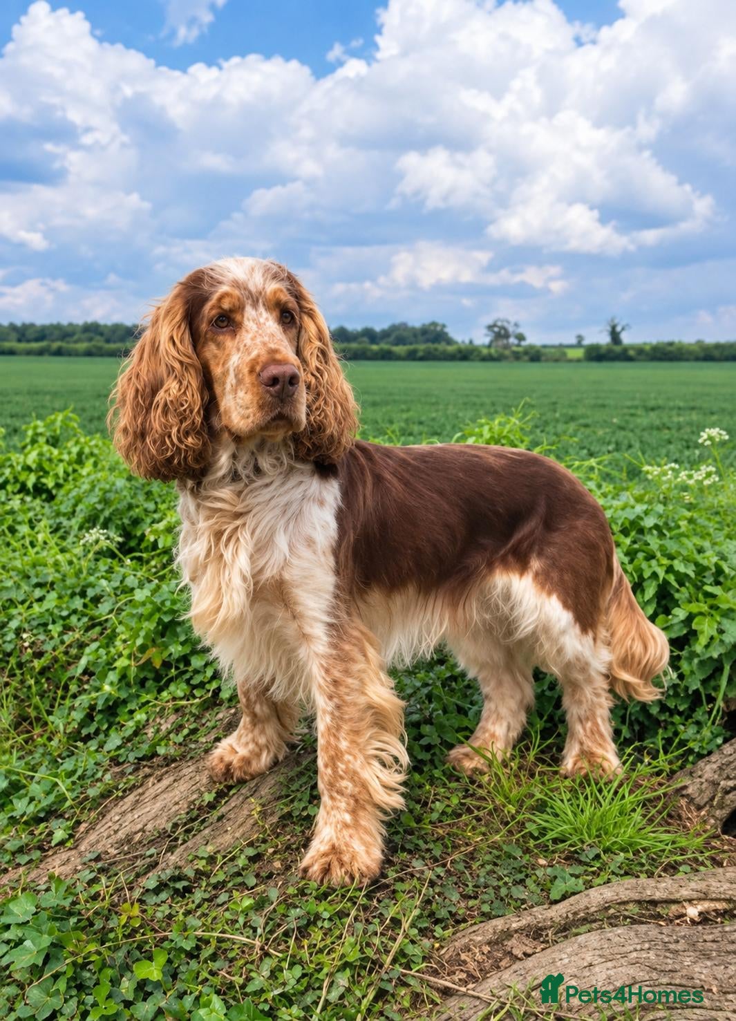 Cocker Spaniel dogs Proven, kc reg, show cocker stud  - Advert 2