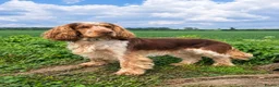 Cocker Spaniel dogs for stud: Proven, kc reg, show cocker stud  - Advert 1