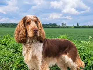 Cocker Spaniel dogs Proven, kc reg, show cocker stud - Advert 1