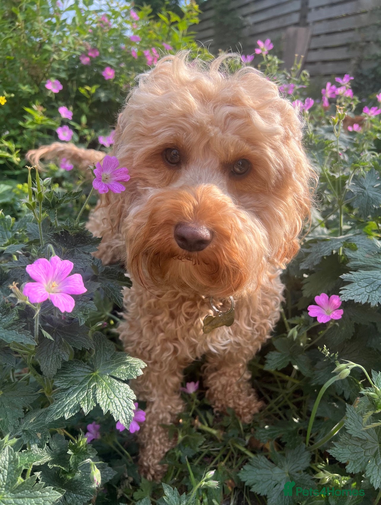 Cockapoo dogs F1B Cockapoo Puppies Due End Of April 🐶🤎 - Advert 3