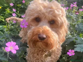 Cockapoo dogs F1B Cockapoo Puppies Due End Of April 🐶🤎 - Advert 1