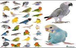 Mixed Breed birds for sale: WANTED  - Image 1