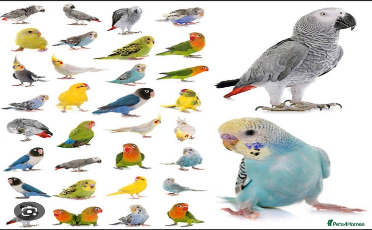 Mixed Breed birds - Advert 11