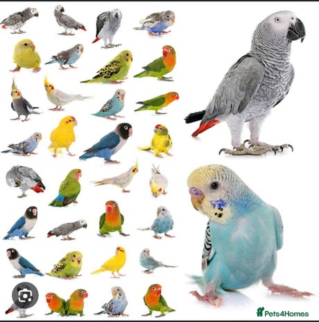 Mixed Breed birds - Advert 11