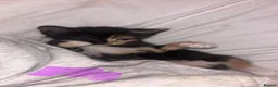 Persian cats for sale: Beautiful Persian x Maine coon Kittens - Advert 8