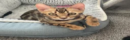 Bengal cats for sale: ‼️UPDATE ‼️Ready now TICA REGISTERED  - Advert 14