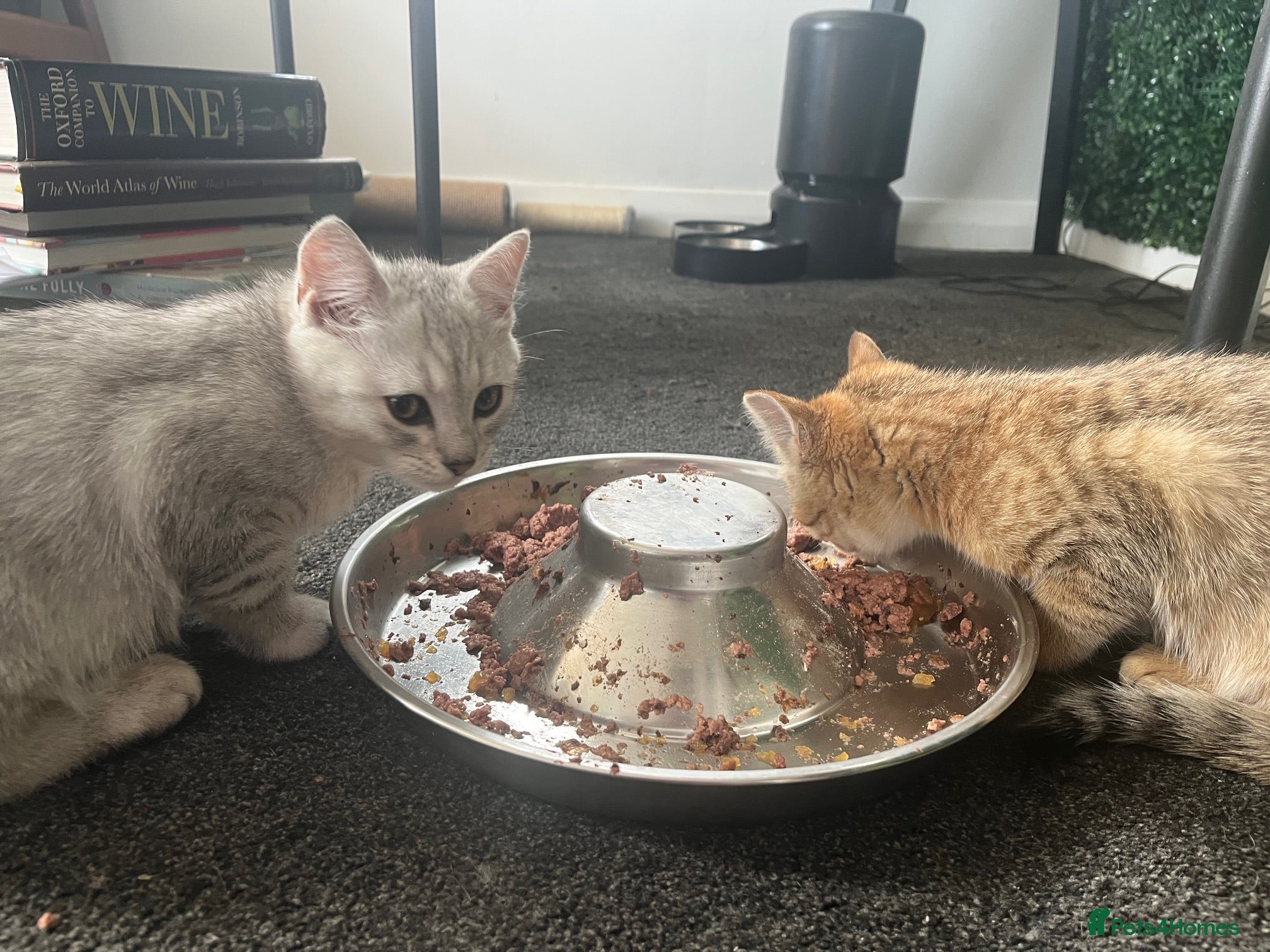 British Shorthair cats for sale: BHS x kittens - Advert 22