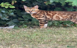 Bengal cats for sale: She very beautiful  - Image 10