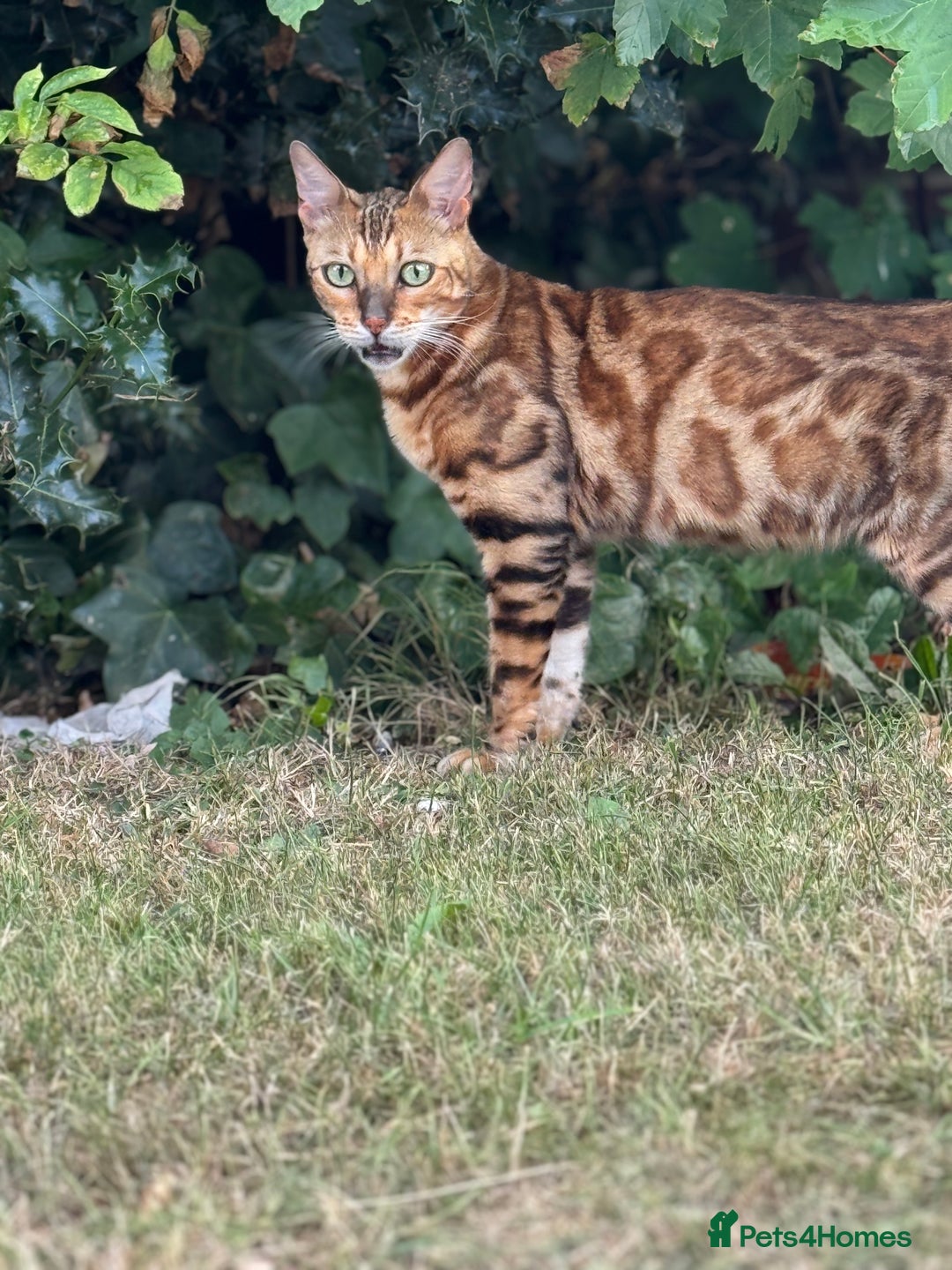 Bengal cats for sale: She very beautiful  - Image 10