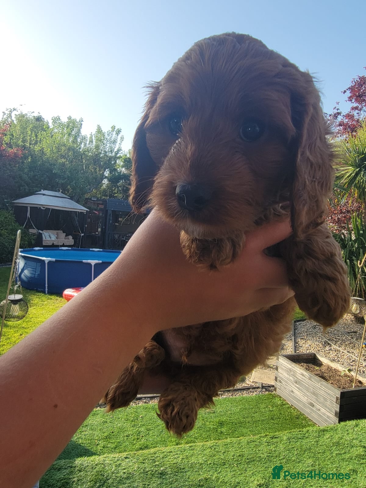 Cavapoo dogs F1 Cavapoo - Advert 2