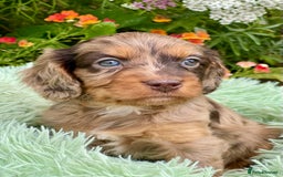 Cavapoo dogs for sale: Stunning Cavapoo babies  - Image 12