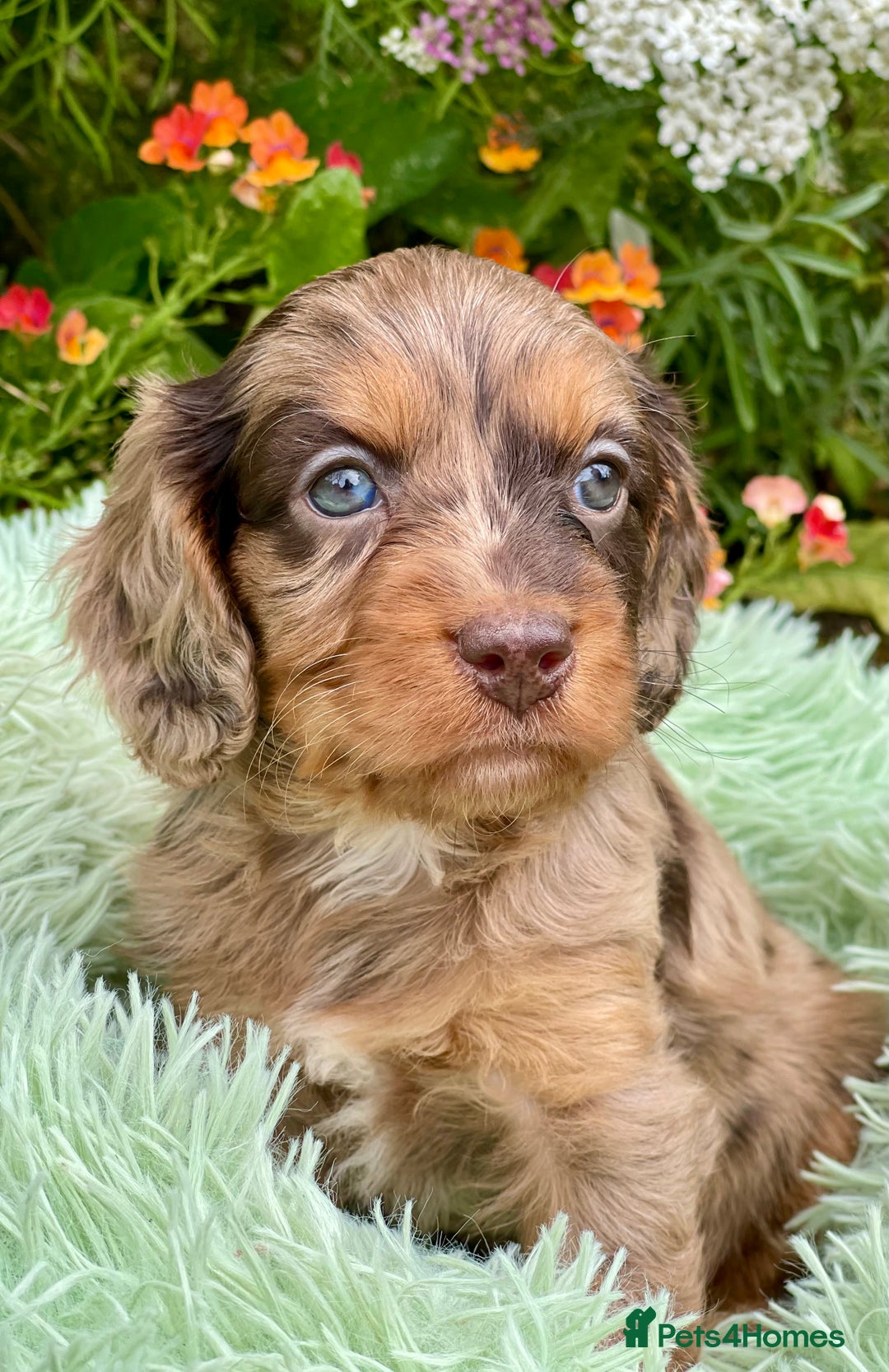 Cavapoo dogs for sale: Stunning Cavapoo babies  - Image 12